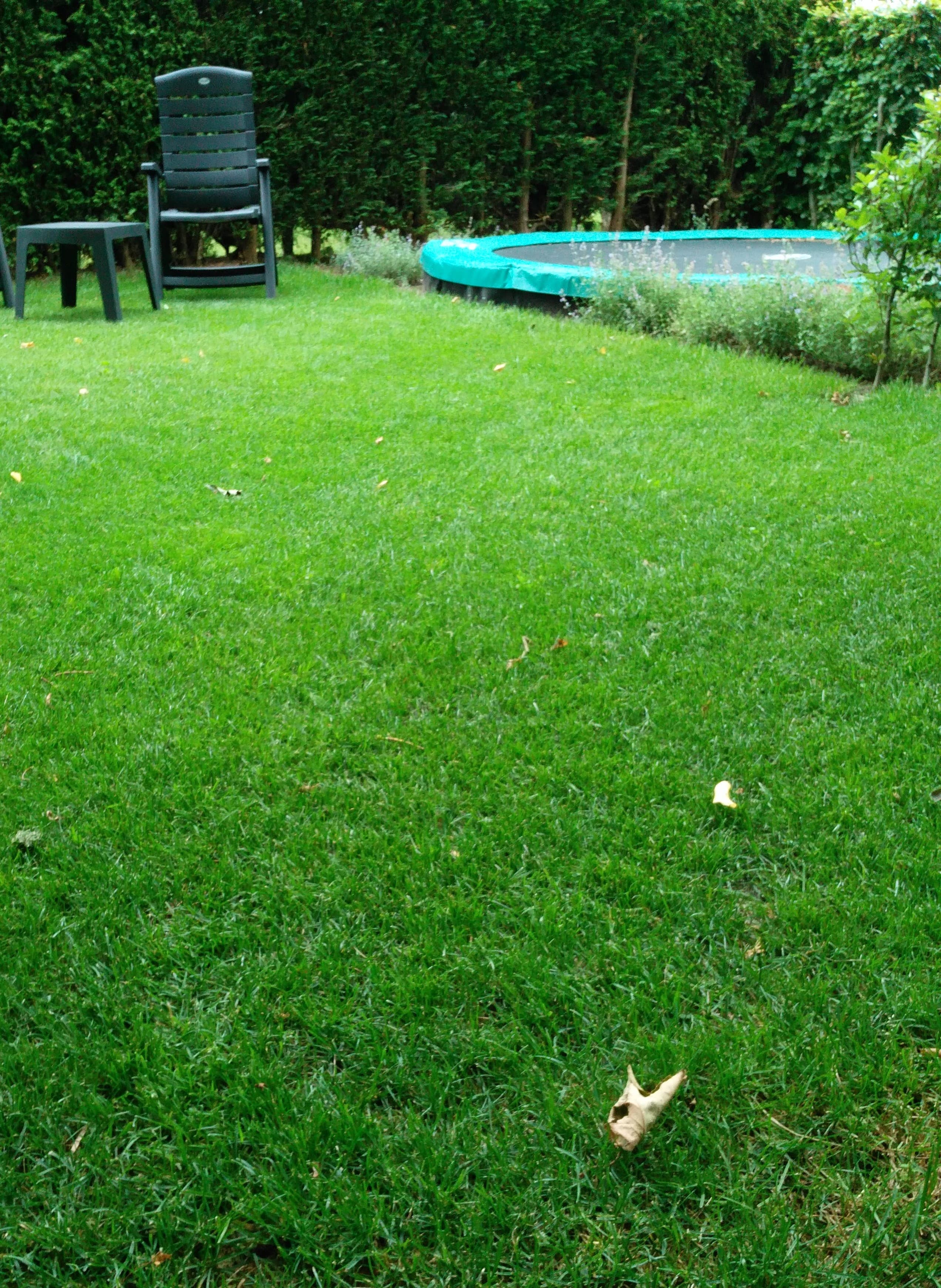 Gazononderhoud in Doetinchem - foto 3