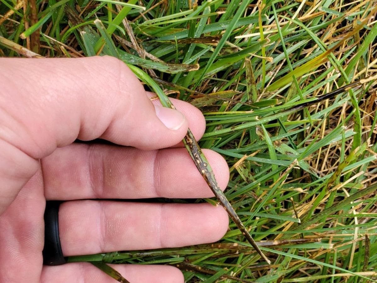 Bruine bladvlekken op grasbladeren door bladvlekkenziekte