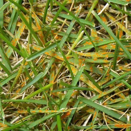 Bruine sporenhoopjes van bruine vlekkenroest op grasblad