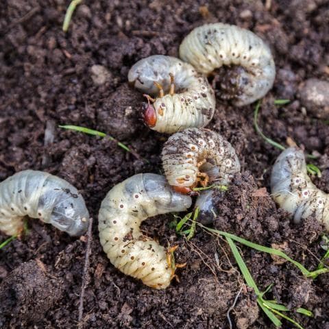 Dikke witte engerlingen larven onder een graszode