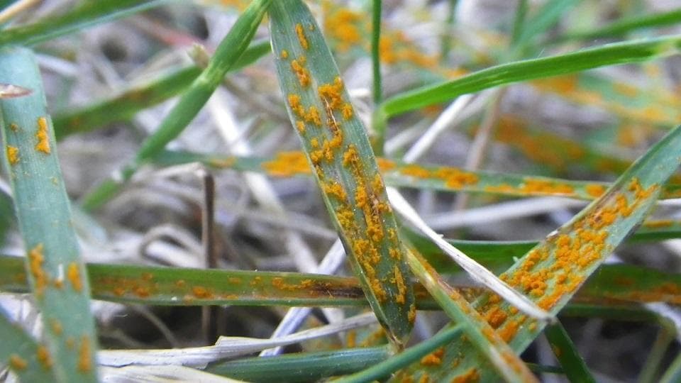 Oranje sporenhoopjes van kroonroest op een grasblad
