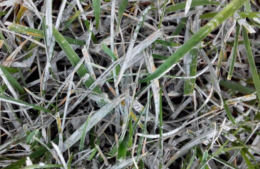 Meeldauw als witte schimmelpluis op grasbladeren