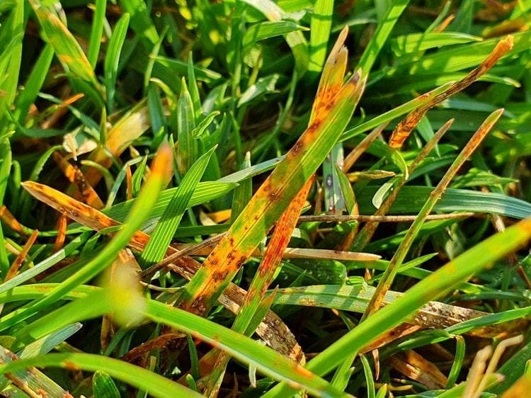 Oranje strepen van strepenroest op grasbladeren