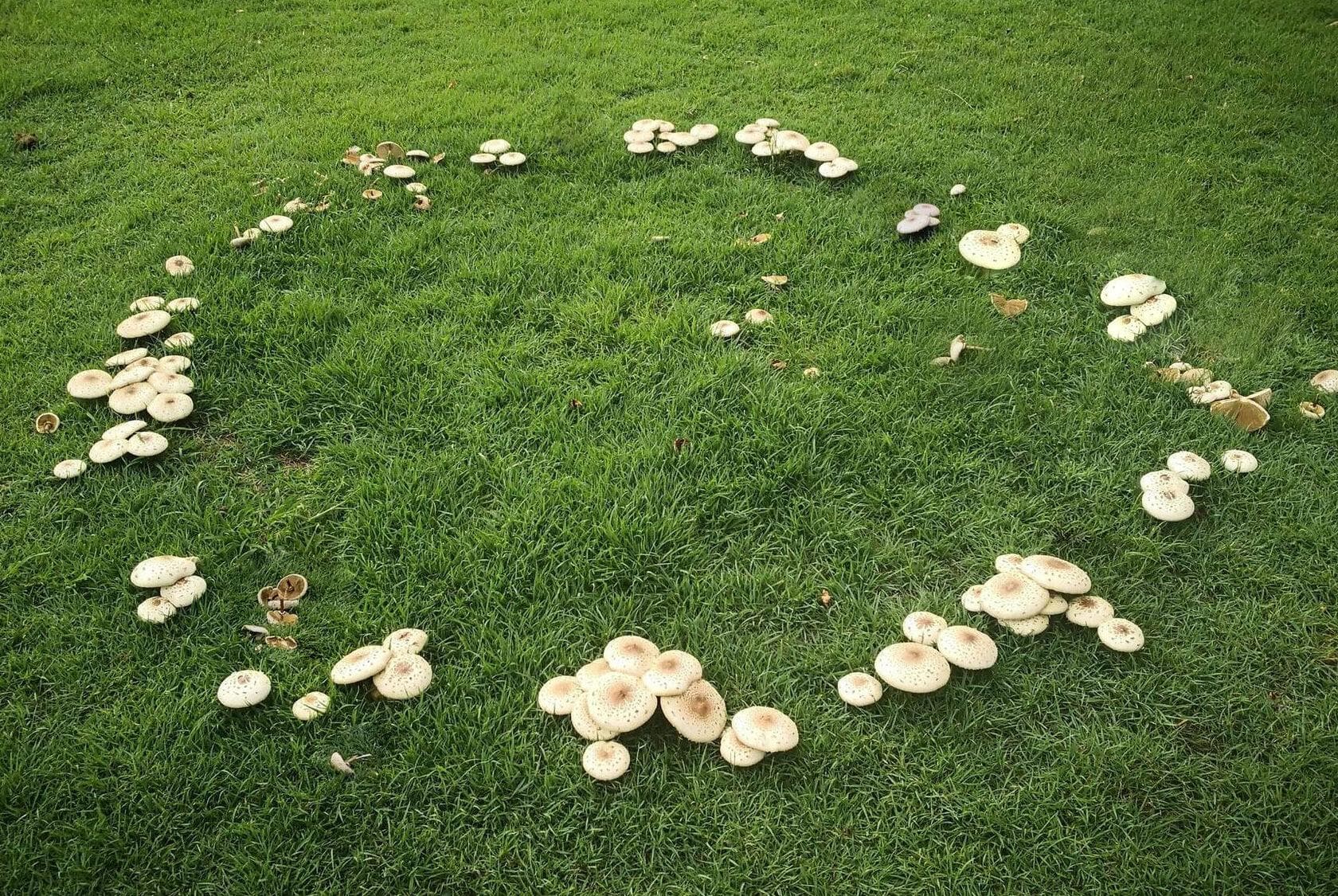 Kring van paddenstoelen in een gazon, bekend als heksenkring