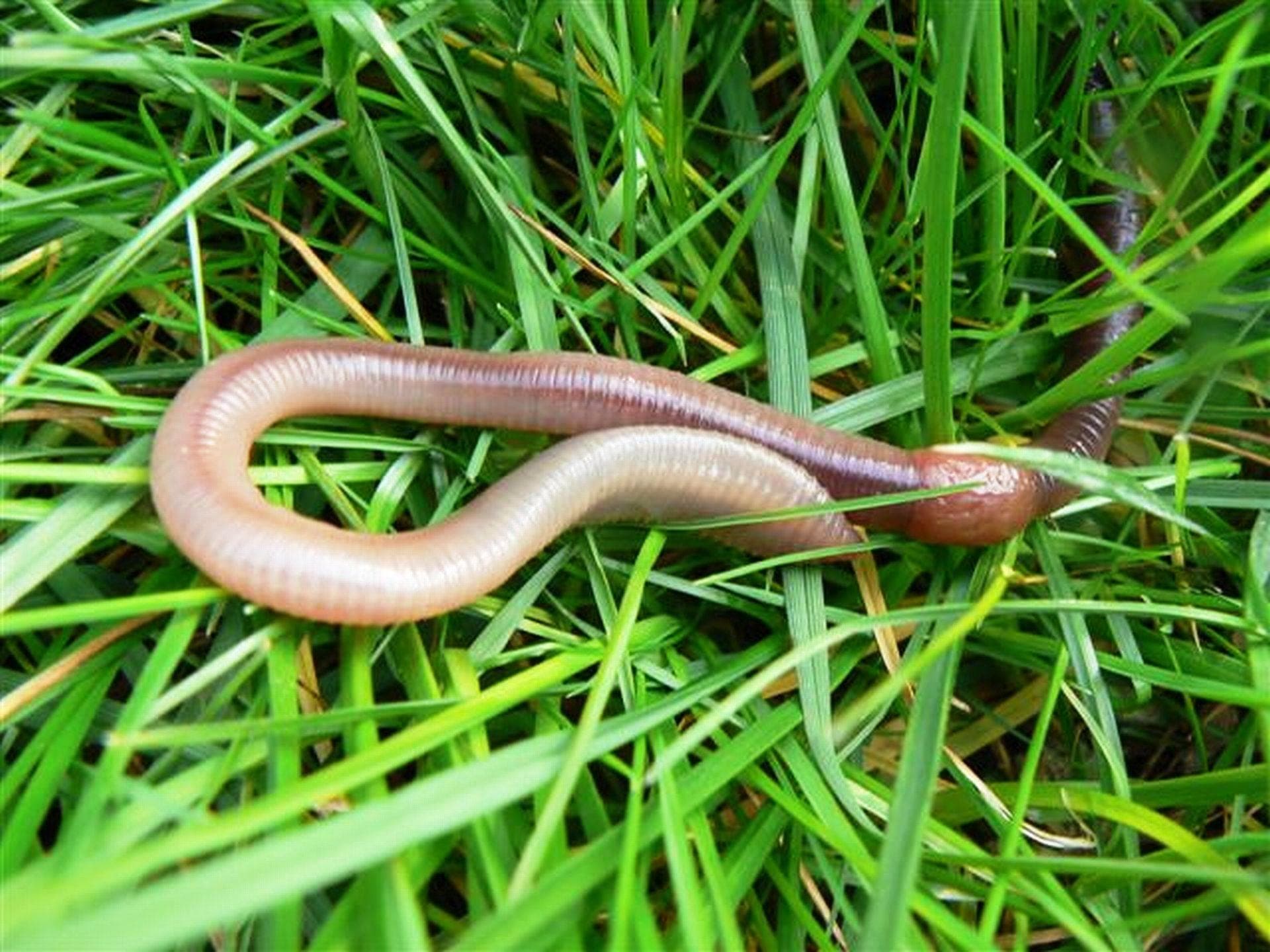 Wormhoopjes in een gazon als teken van regenwormactiviteit