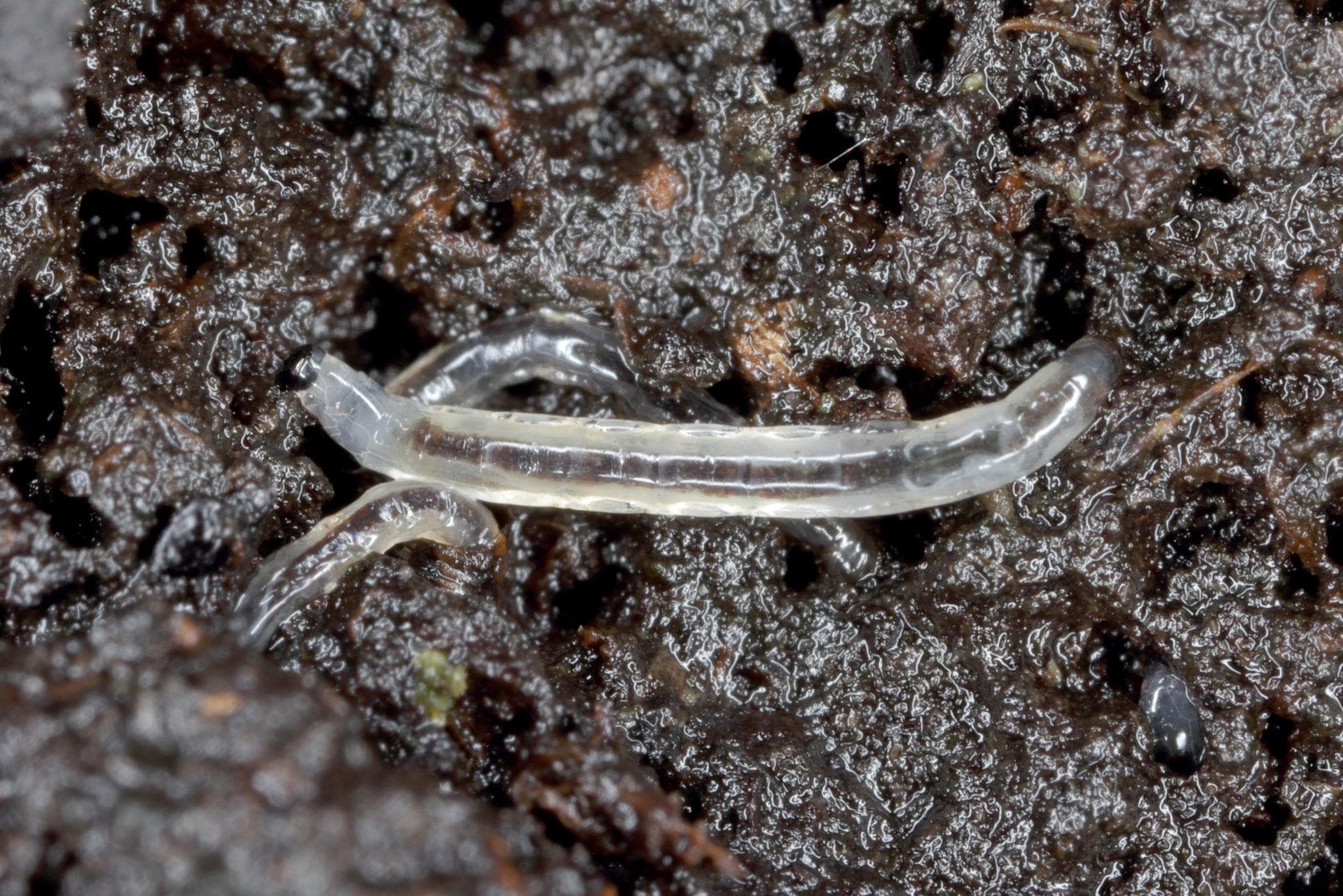 Rouwvlieglarven in de bodem tussen graswortels